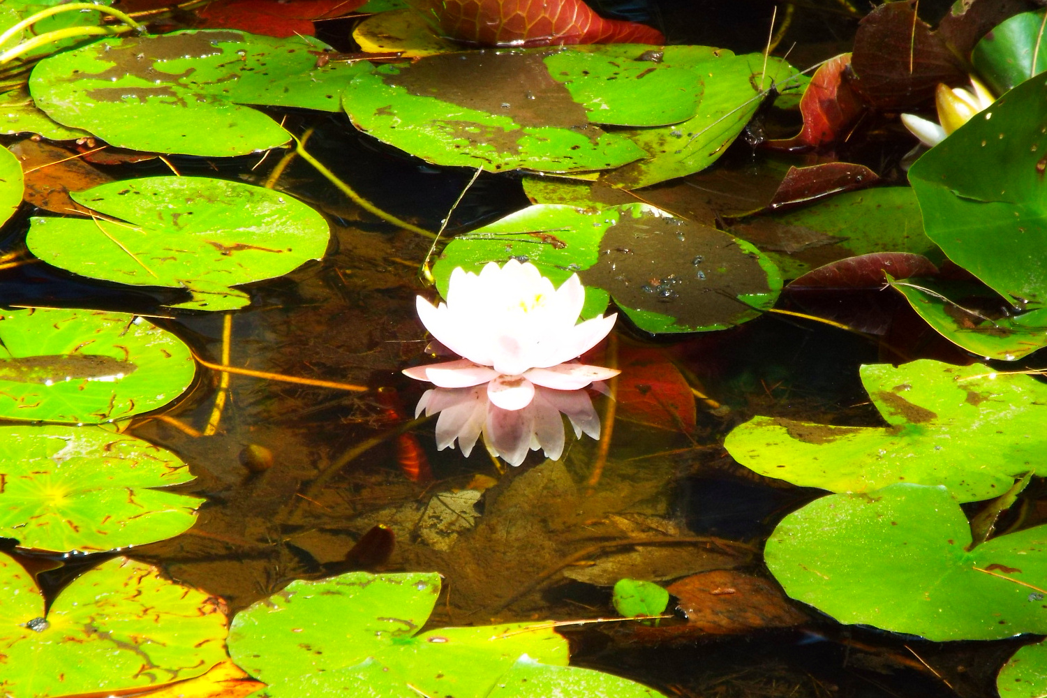 Energetic Alchemy Lotus Flower Our of Mud