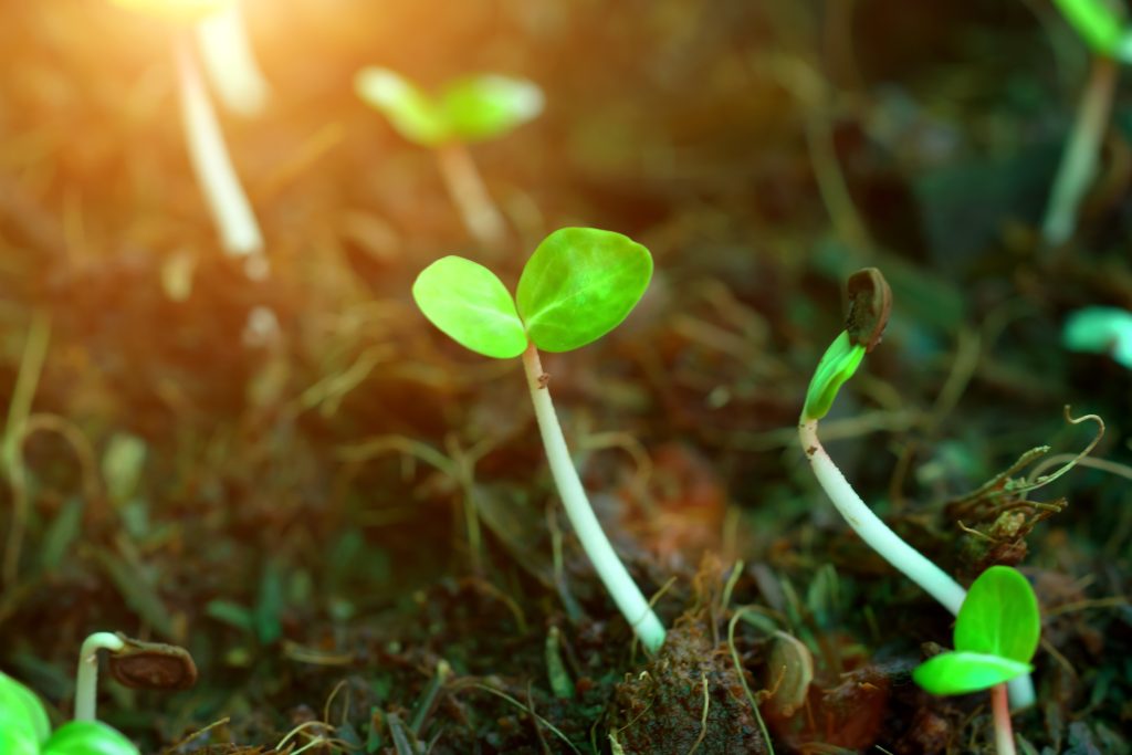 Energetic Alchemy
Trusting the Process
Seedling Emerges under Sunlight