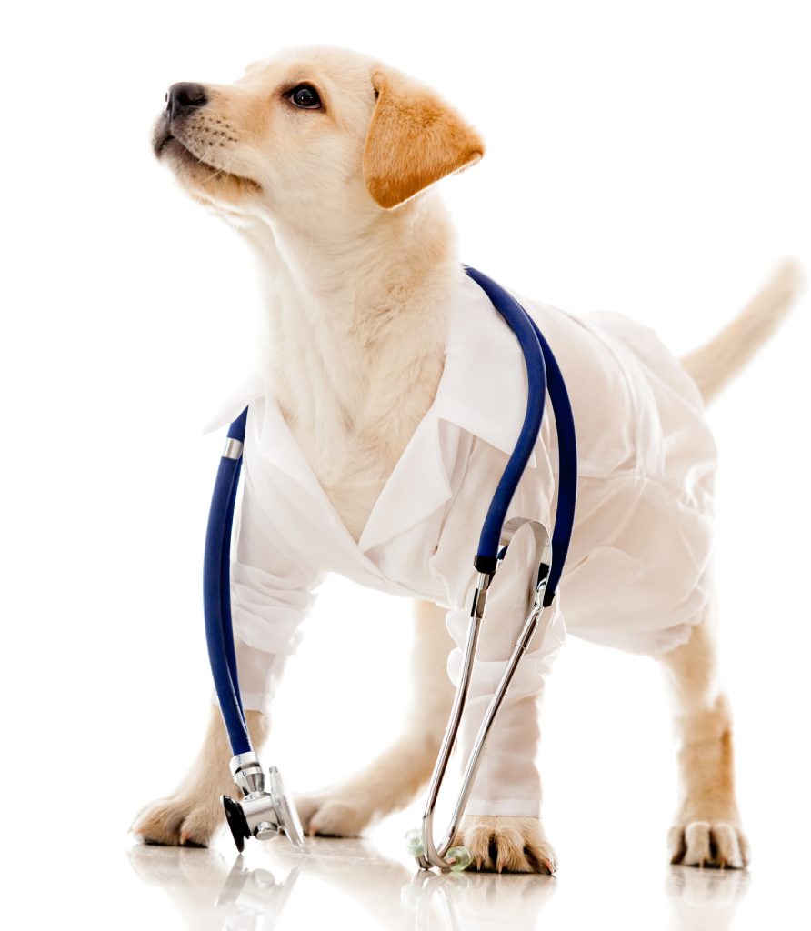 The Spiritual Meaning of Halloween is What You Believe, You CHOOSE. Cute Puppy Halloween Costume