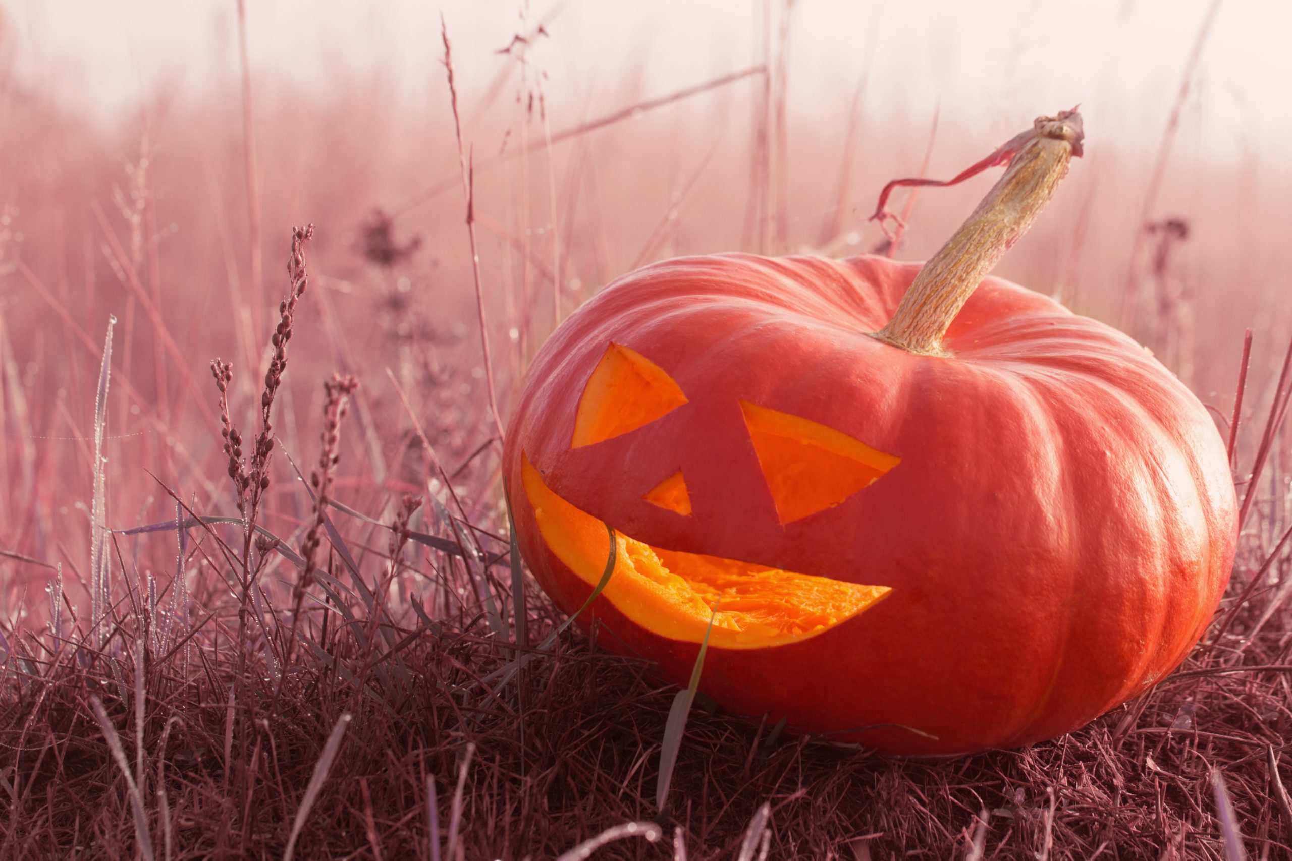 The Spiritual Meaning of Halloween Choosing Light when the Veil is Thin A Pumpkin Illuminated by natural light